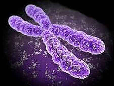 x-kromoszóma