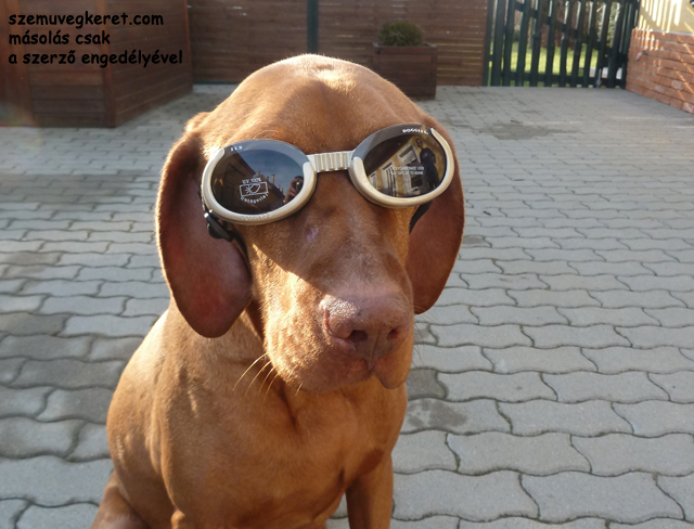 doggles kutya napszemüveg